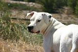 DOGUE ARGENTIN 540